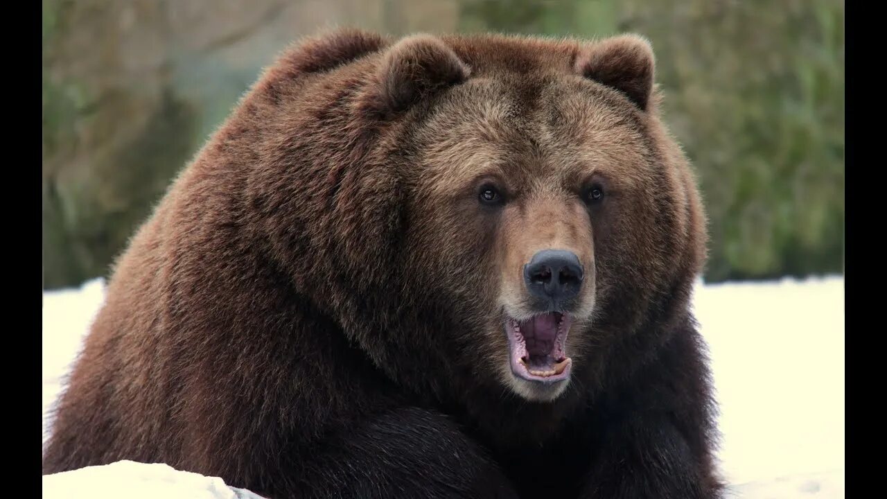 Медведь гризли фото животного The bear's hibernation, or why does the bear suck its paw? - YouTube
