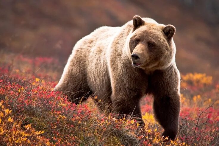 Медведь гризли фото животного Denali Bear attack, Brown bear, Bear