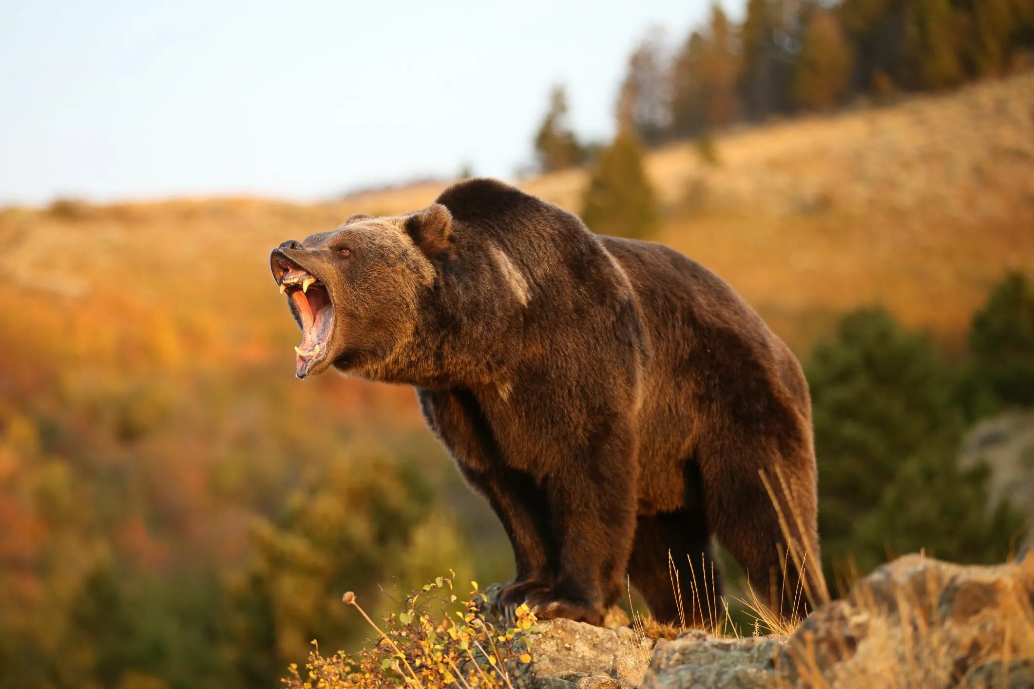 Медведь гризли фото животного Is the Mexican grizzly bear extinct? Bear hunting, Brown bear, Grizzly bear