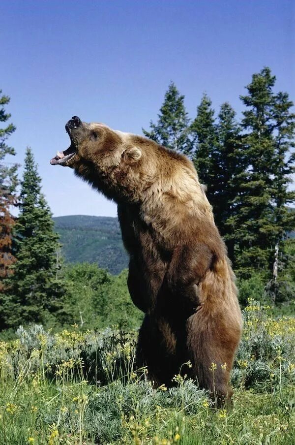 Медведь гризли фото животного Pictures Worth More Than 1000 Words (27 Images) Animals wild, Grizzly bear, Anim