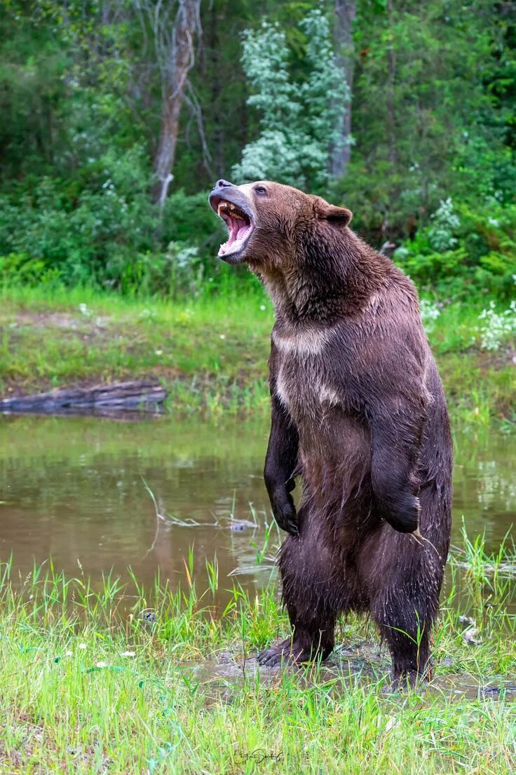 Медведь гризли фото животного Grizzly bear Grizzly bear, Animal attack, Bear