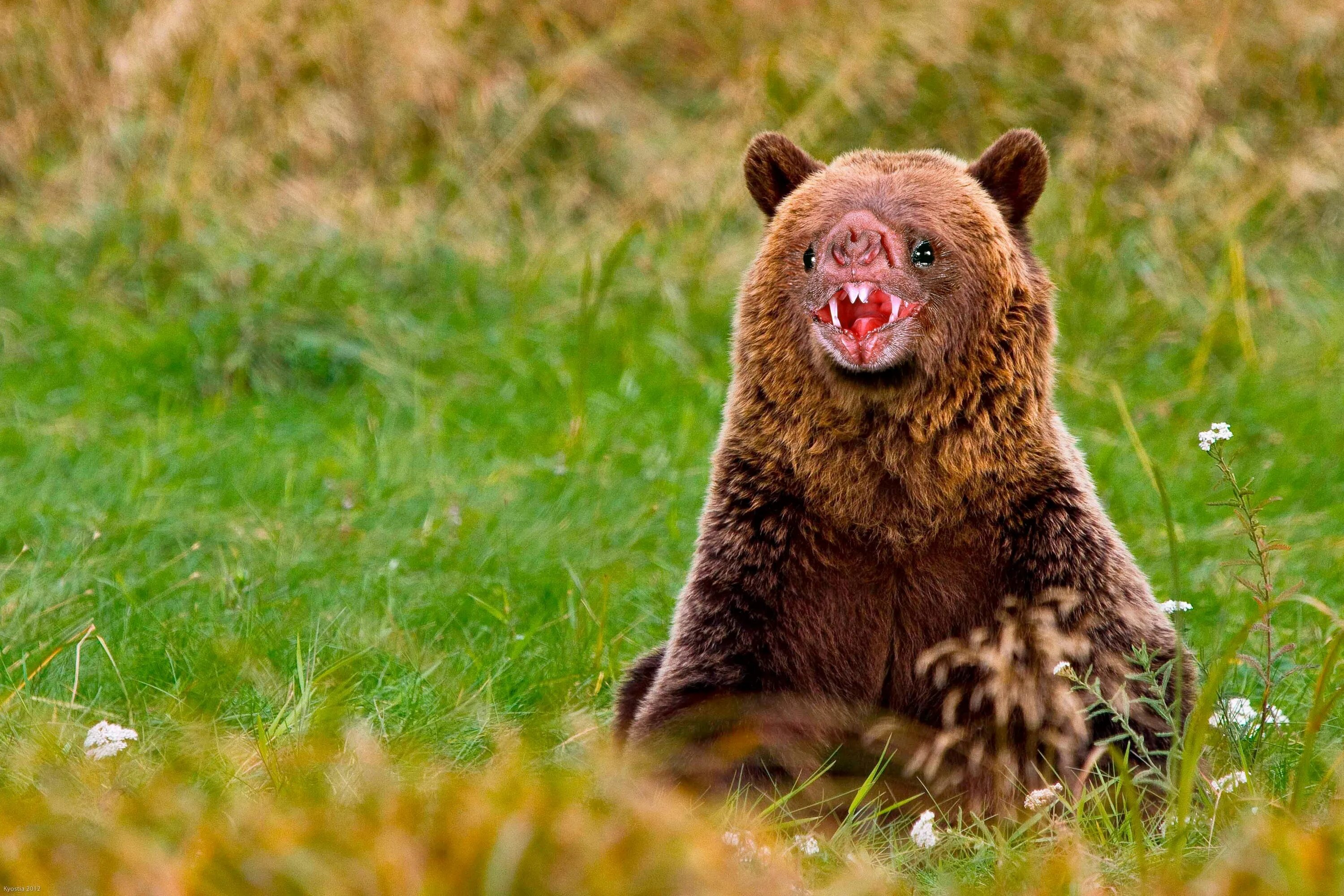 Медведь гризли фото животного в хорошем качестве Grizzlybat Bear, Brown bear, Funny animals