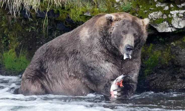 Медведь гризли и бурый фото The Glory of Otis, Fattest of the Fat Bears Bear, Otis, Brown bear