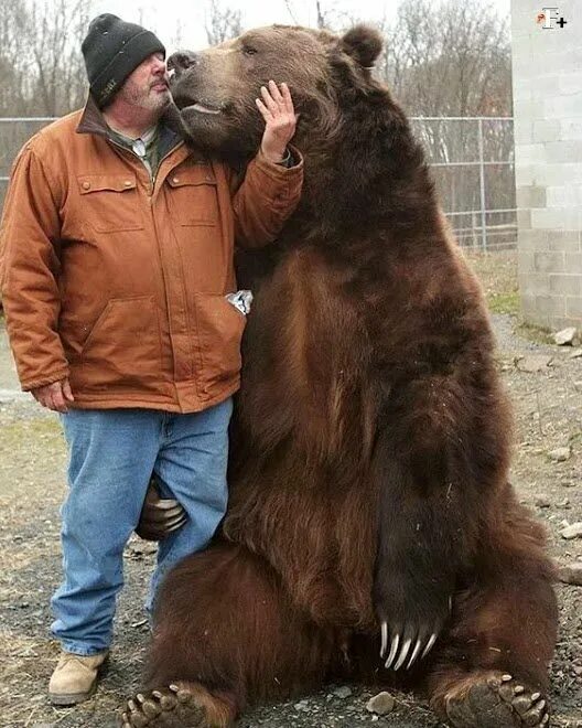 Медведь гризли и бурый фото Un gran amigo #Music #IndieArtist #Chicago Bear photos, Funny animals, Bear