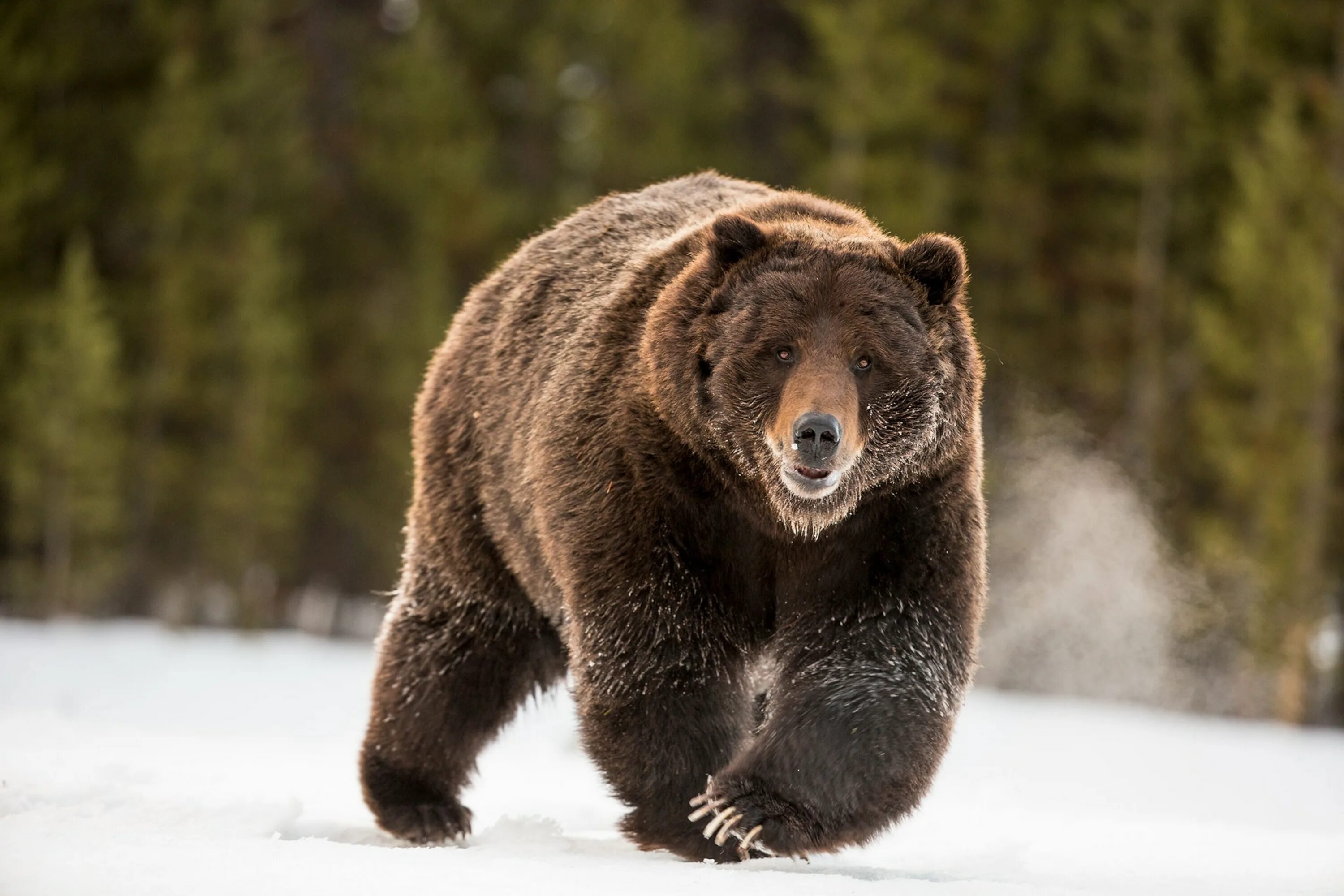 Медведь гризли и бурый фото Removal of Yellowstone Grizzlies From Endangered List Ignites Controversy