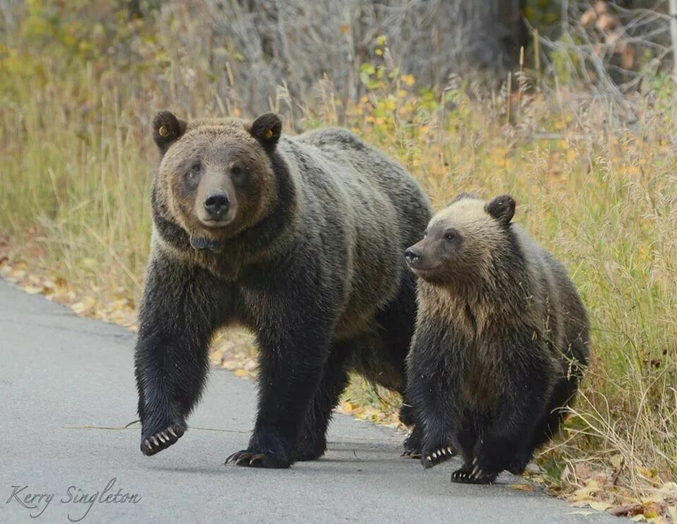 Медведь гризли и бурый фото Grizzlies Bears Wildlife, Mammals, Animals