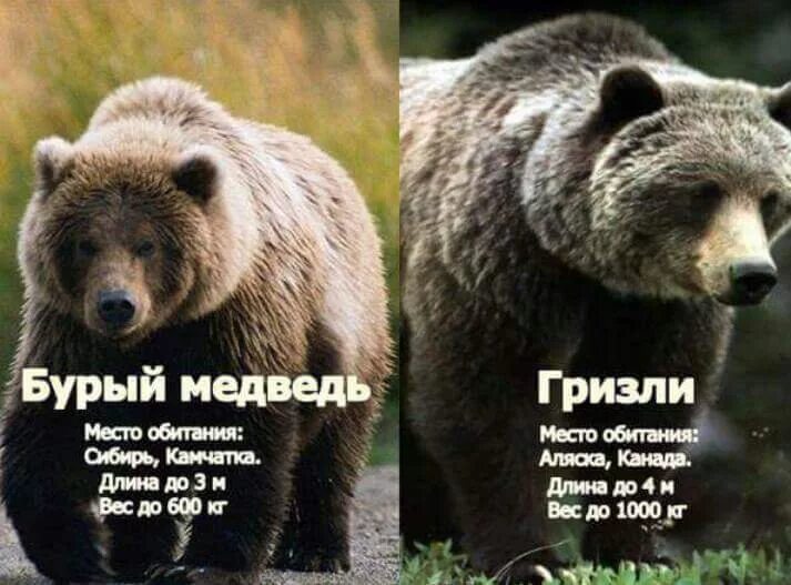 Медведь гризли и бурый фото Ответы Mail.ru: Американцы и европейцы жалкие завистники? В чем причина их завис
