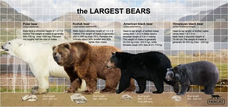 Медведь гризли и бурый фото Самые крупные виды медведей. The largest bears Bear, Kodiak bear, Black bear