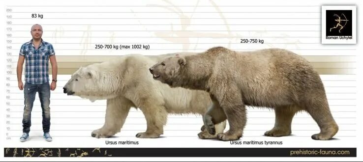 Медведь гризли и бурый фото Гигантский белый медведь (Ursus maritimus tyrannus) - огромный потомок бурых миш
