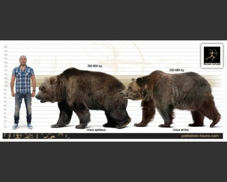 Медведь гризли и бурый фото Ursus spelaeus Prehistoric animals, Extinct animals, Megafauna