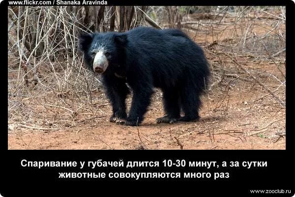 Медведь губач фото и описание красная книга Интересные факты про медведя-губача (12 фото), факты про медведей-губачей для де