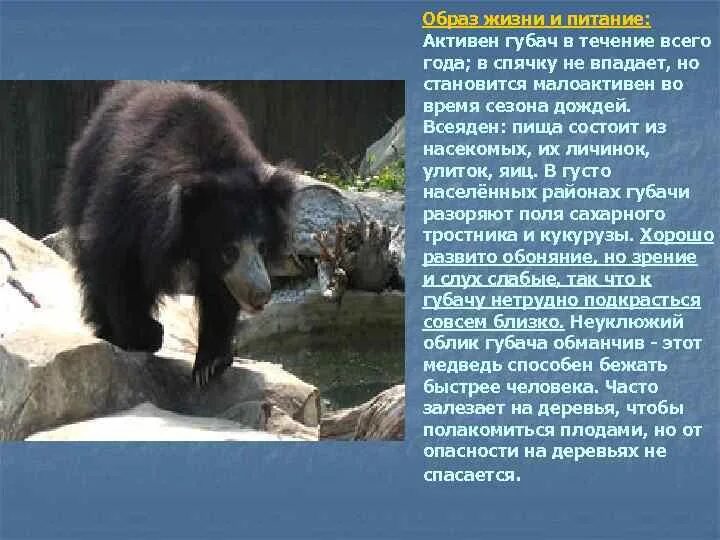 Медведь губач фото и описание красная книга Медведь губач описание: найдено 82 изображений