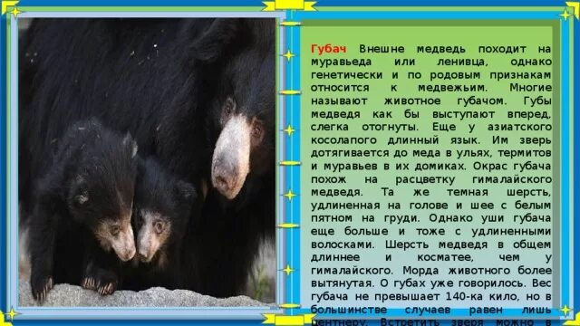 Медведь губач фото и описание красная книга Презентация по биологии"Современные медведи".7 класс.2018 г.