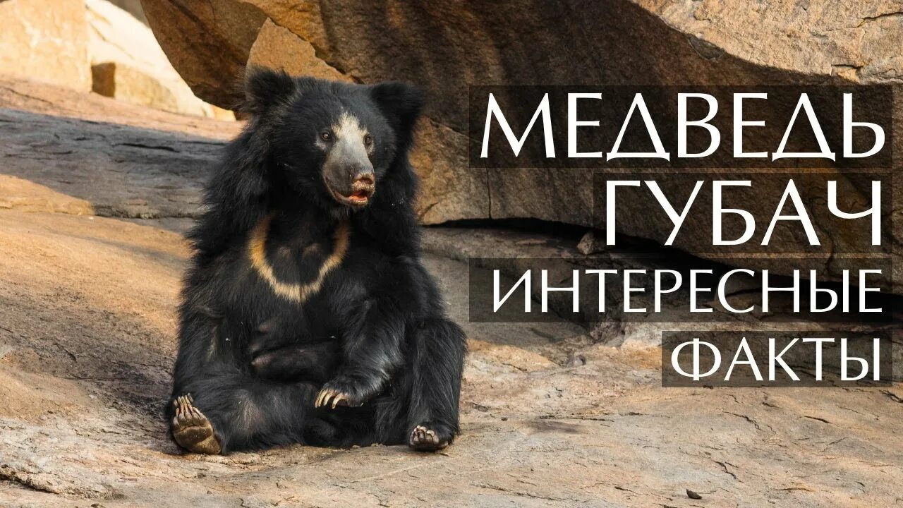 Медведь губач фото и описание красная книга Медведь Губач - интересные факты - YouTube