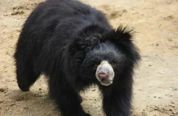 Медведь губач фото и описание красная книга Ursa-preguiça obrigada a dançar nas ruas mostra sua gratidão ao ser resgatada Re