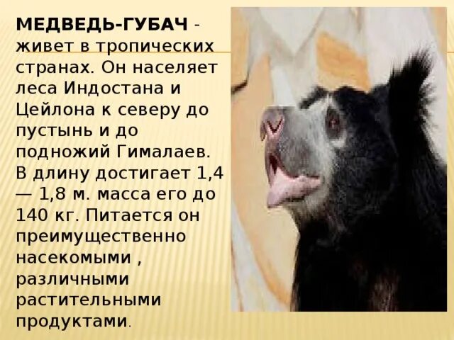 Медведь губач фото и описание красная книга Презентация к уроку математики по теме: Дециметр - математика, презентации