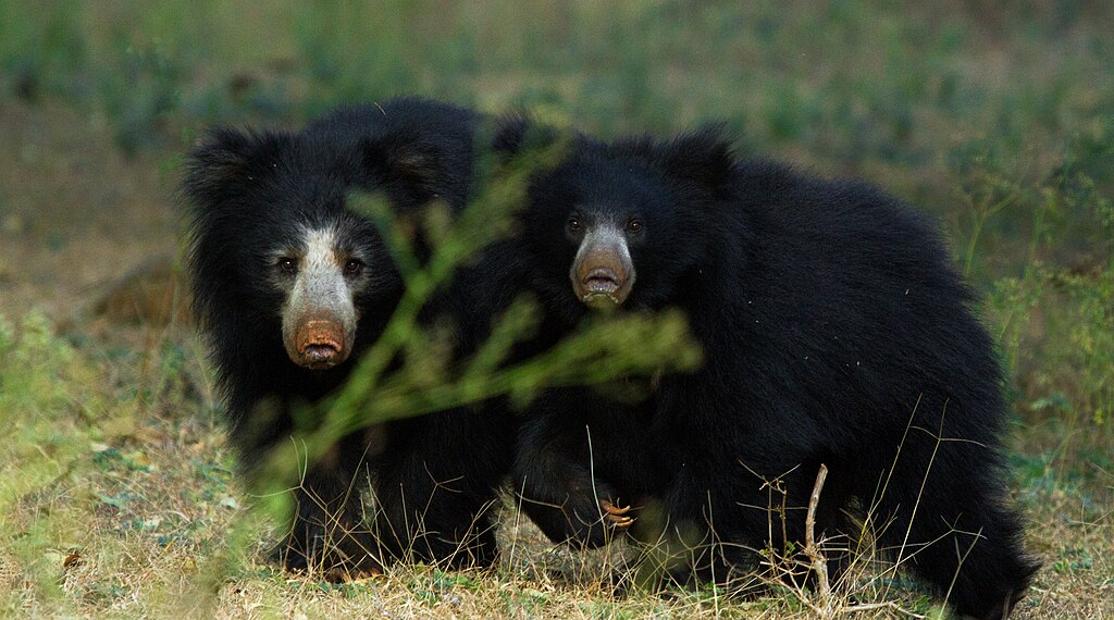 Медведь губач фото и описание красная книга പ ര മ ണ:Sloth bears by N A Nazeer.jpg - വ ക ക പ ഡ യ
