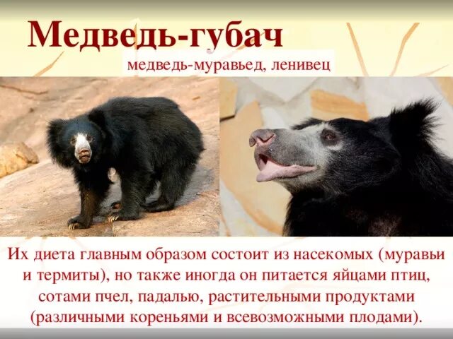 Медведь губач фото и описание красная книга "Семейство медвежьи". Презентация к уроку биологии.