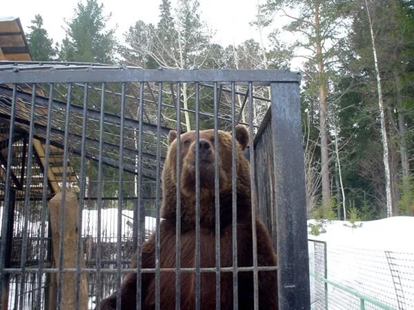 Медведь хмао фото In the Shapshinsky tract woke up a bear Stepan From hibernation woke up the perm