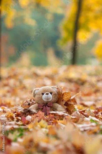 Медведь и осень фото teddy bear in vintage suitcase in autumn leaves Stock Photo Adobe Stock