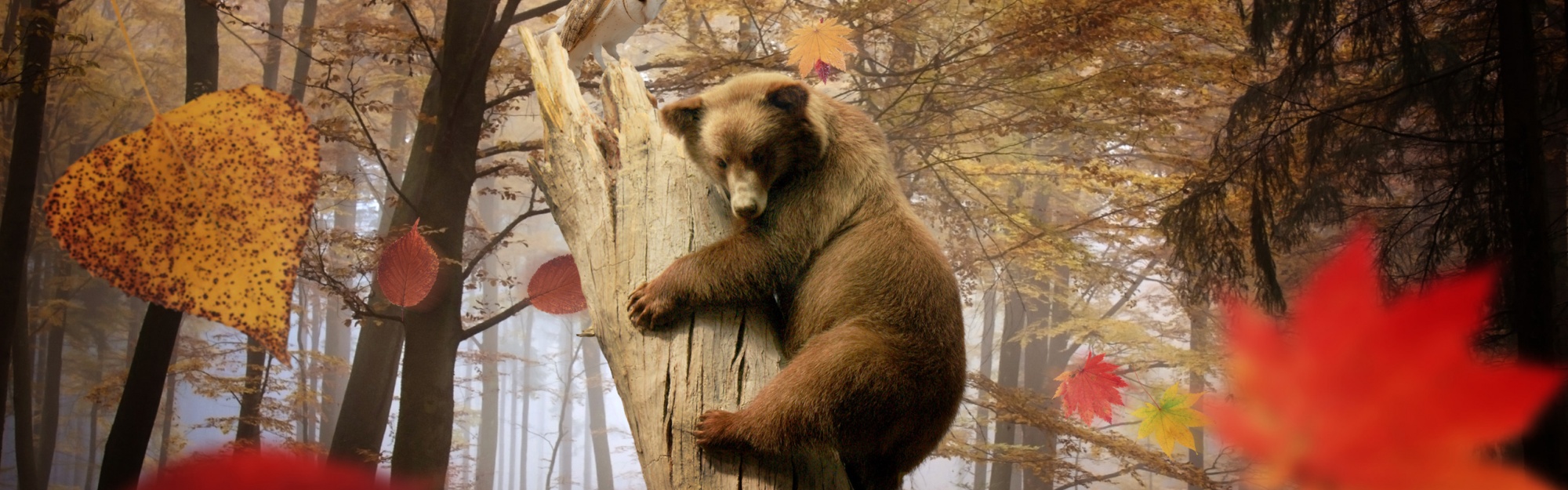 Медведь и осень фото Bear Autumn Owl - 2000x625