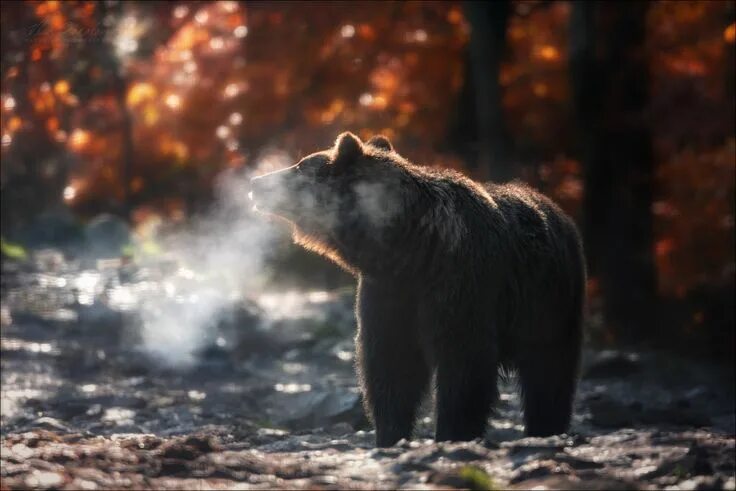 Медведь и осень фото Winter Is Coming ... Photographer Vlad Sokolovsky Фотограф, Фотографии, Медведь