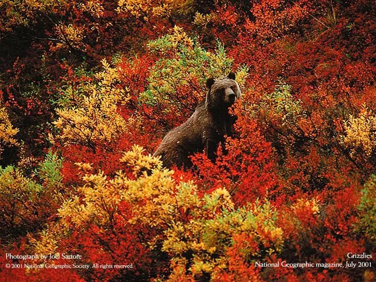 Медведь и осень фото Pin by Ramta Jogi on Wallpapers National geographic, Animals, Joel sartore