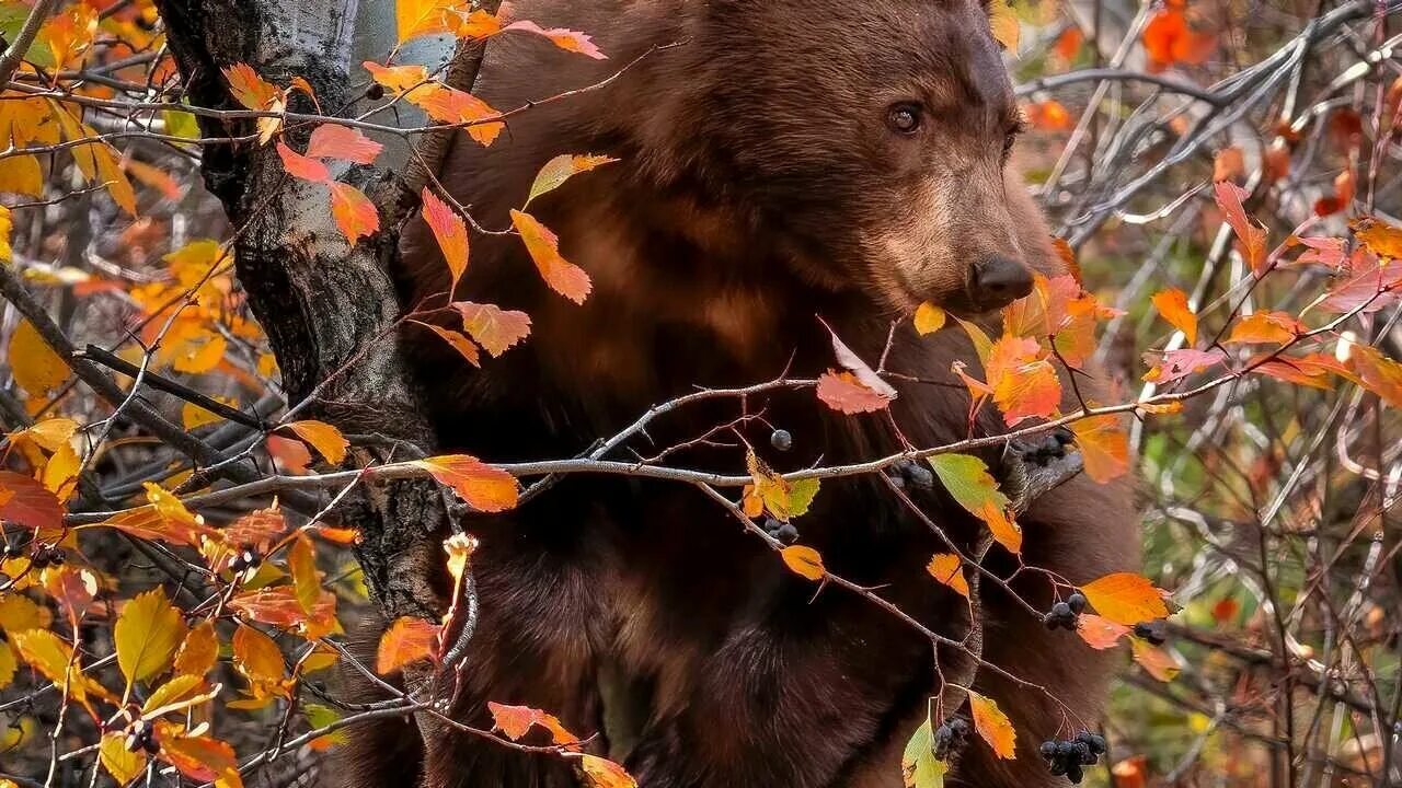 Медведь и осень фото Мишки на дереве картина - купить по низкой цене на Яндекс Маркете