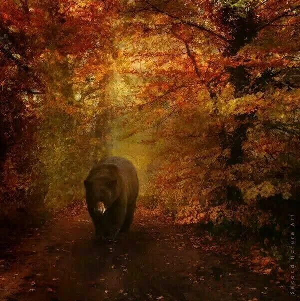 Медведь и осень фото Pin by Lisa on Montana Boarders and frames, Animals for kids, Spirit animal