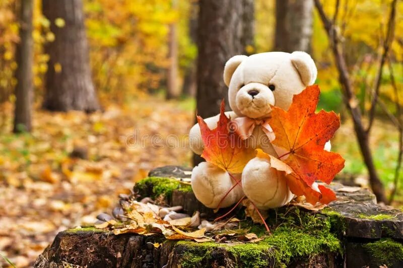 Медведь и осень фото Teddy bear in autumn park stock image. Image of light - 11375965