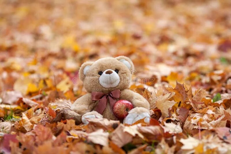 Медведь и осень фото Teddy Bear in Vintage Suitcase in Autumn Leaves Stock Image - Image of outdoor, 