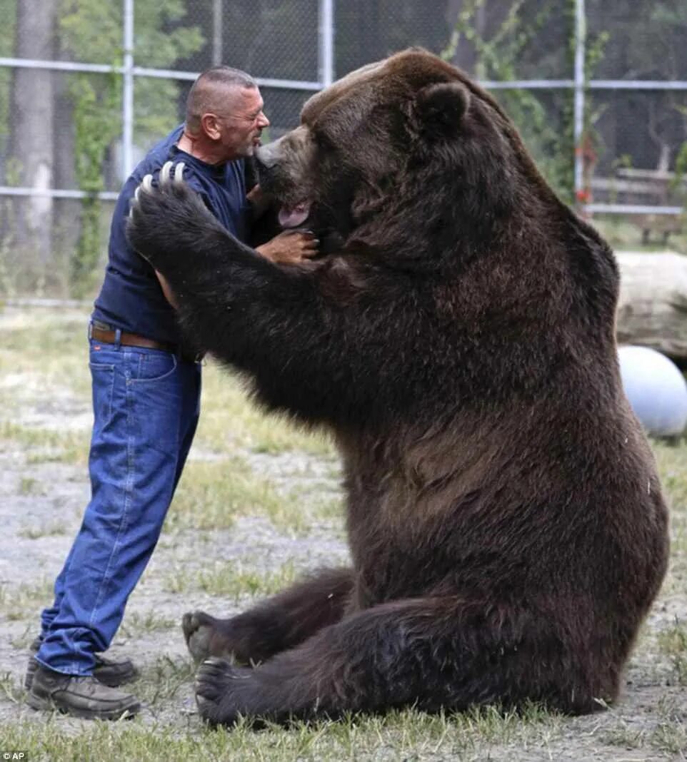 Медведь кадьяк самый большой в мире фото Staggering images show animals dwarfing humans Funny animals, Kodiak bear, Bear 