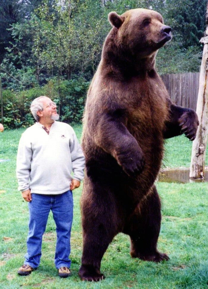 Медведь кадьяк самый большой в мире фото 20 Giants Of The Animal Kingdom Kodiak bear, Grizzly bear, Grizzly bear size