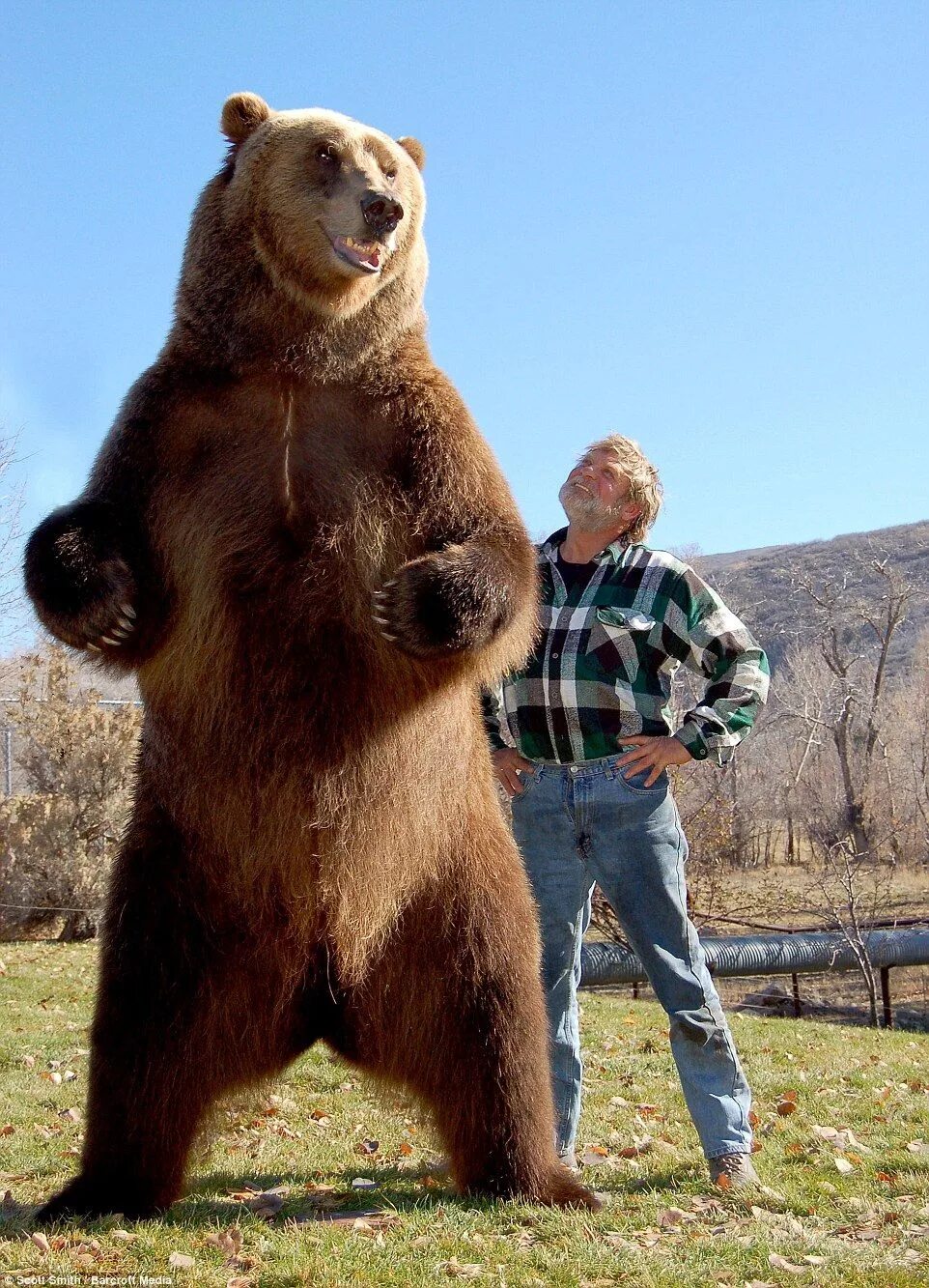 Медведь кадьяк самый большой в мире фото true or photo editing? Bart the bear, Bear pictures, Brown bear