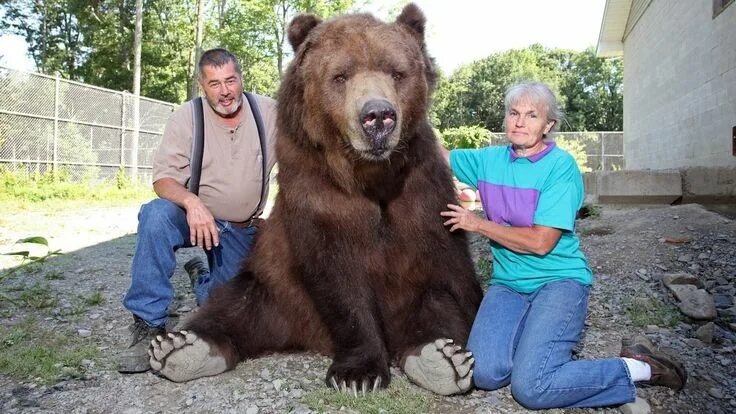 Медведь кадьяк самый большой в мире фото Beast Buddies: Mit Bären zusammenleben Kodiak bear, Brown bear, Bear