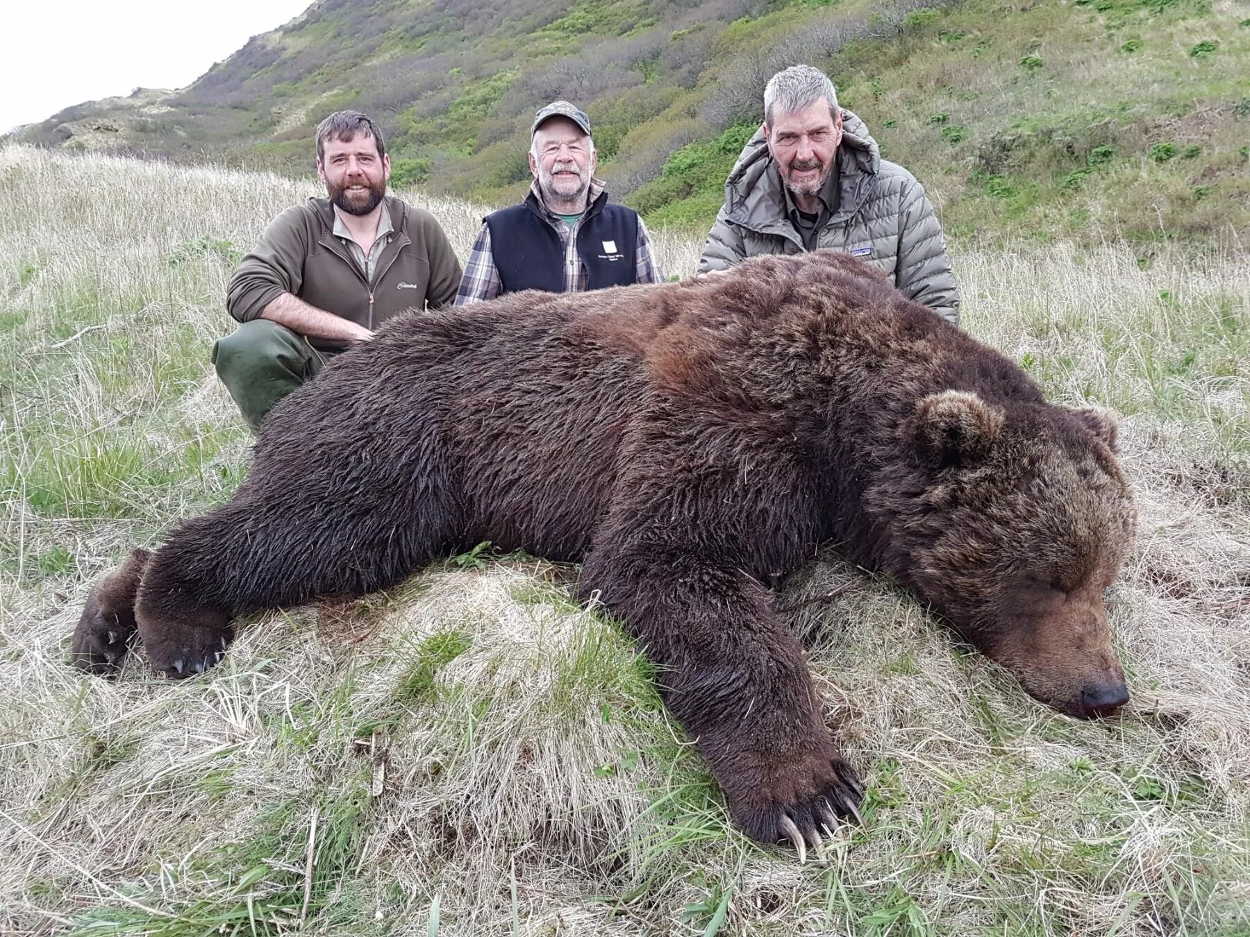 Медведь кадьяк самый большой в мире фото Kodiak Bear Predators