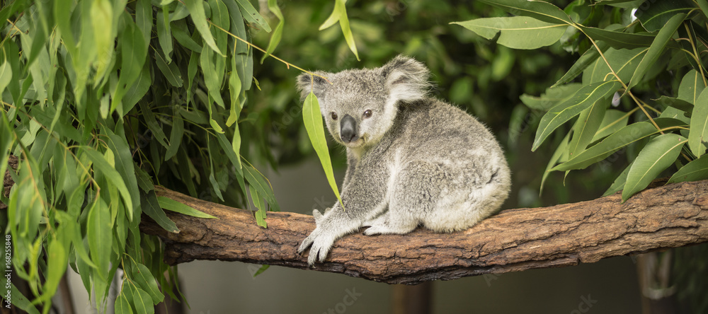 Медведь коала фото Koala in a eucalyptus tree. фотография Stock Adobe Stock