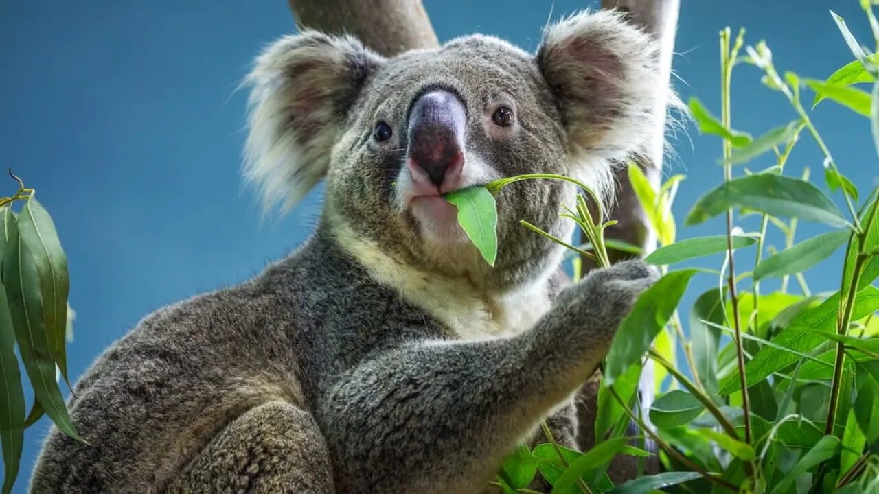 Медведь коала фото Koalas Uncovered: The Marsupials of Australia #koalas #eucalyptusforest #wildlif