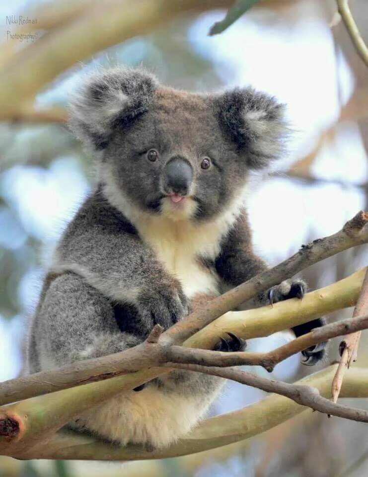 Медведь коала фото Adorable Cute koala bear, Koala bear, Koala