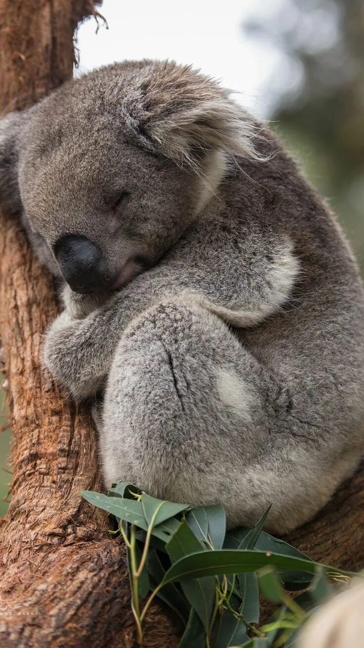 Медведь коала фото Pin en Koala en 2024 Koala, Koalas tiernos, Animales