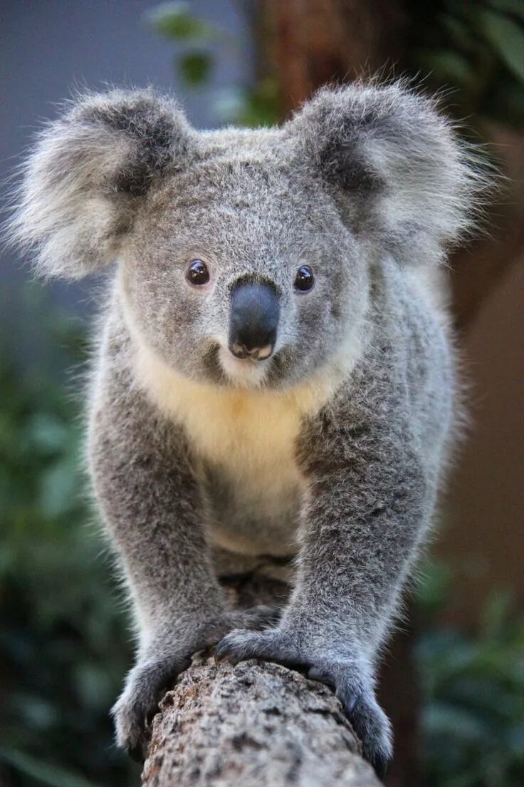 Медведь коала фото Kissing Koalas at Taronga Zoo Cute koala bear, Koala bear, Koala