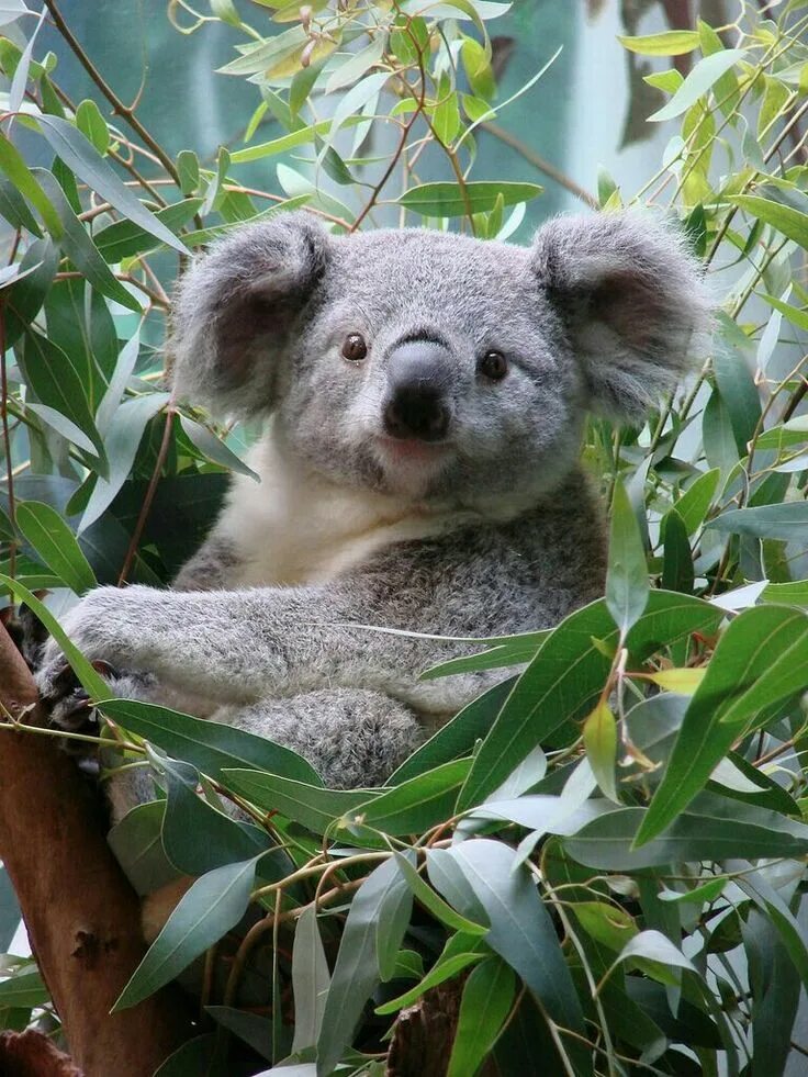 Медведь коала фото Pin by Laure Peeters on Snoezige Pluizebollen? Cute koala bear, Koala, Koala bea