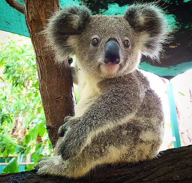 Медведь коала фото Wide awake Koala bear, Koala, Cuddly animals