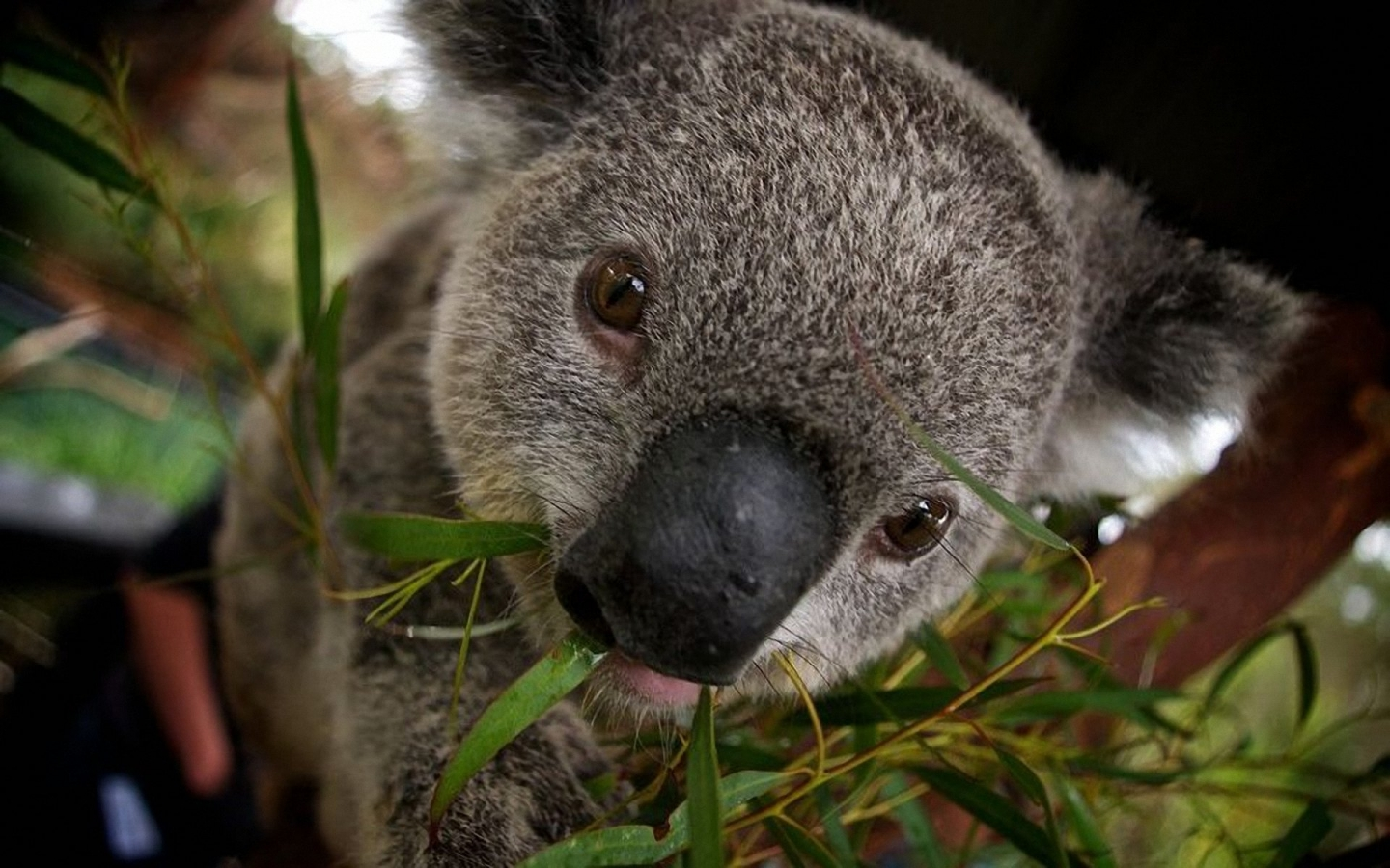 Медведь коала фото classykoala için etkinlikler Last.fm