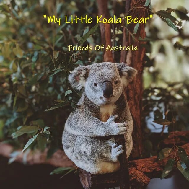 Медведь коала фото My Little Koala Bear -"Sencillo"by Friends of Australia Spotify