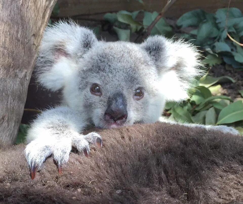Медведь коала фото Pin on Koalas