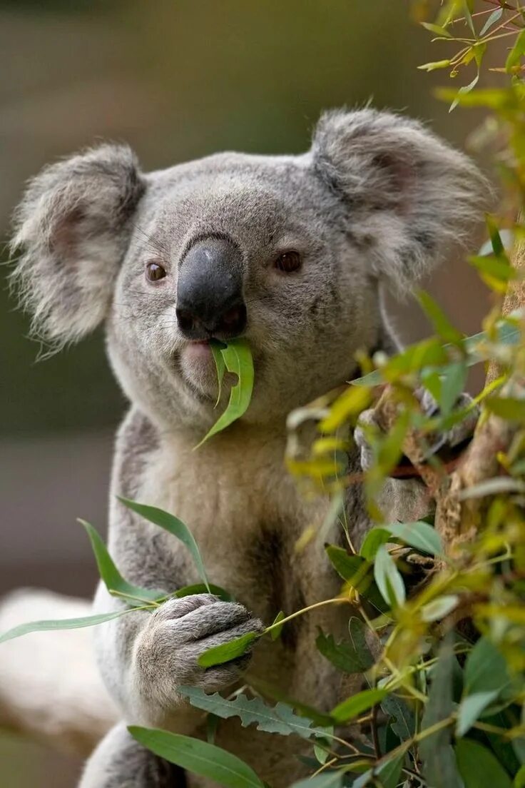 Медведь коала фото животного Pin on животные Koala bear, Cute koala bear, Cute animals