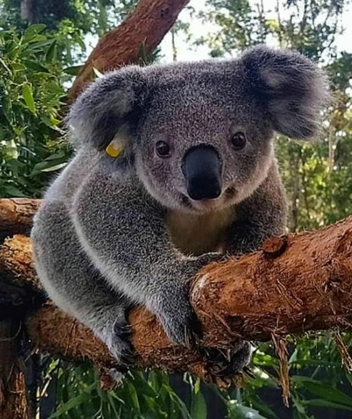 Медведь коала фото животного Pin by larry Parker on We are going to the zoo Cute animal tattoos, Koala, Cute 
