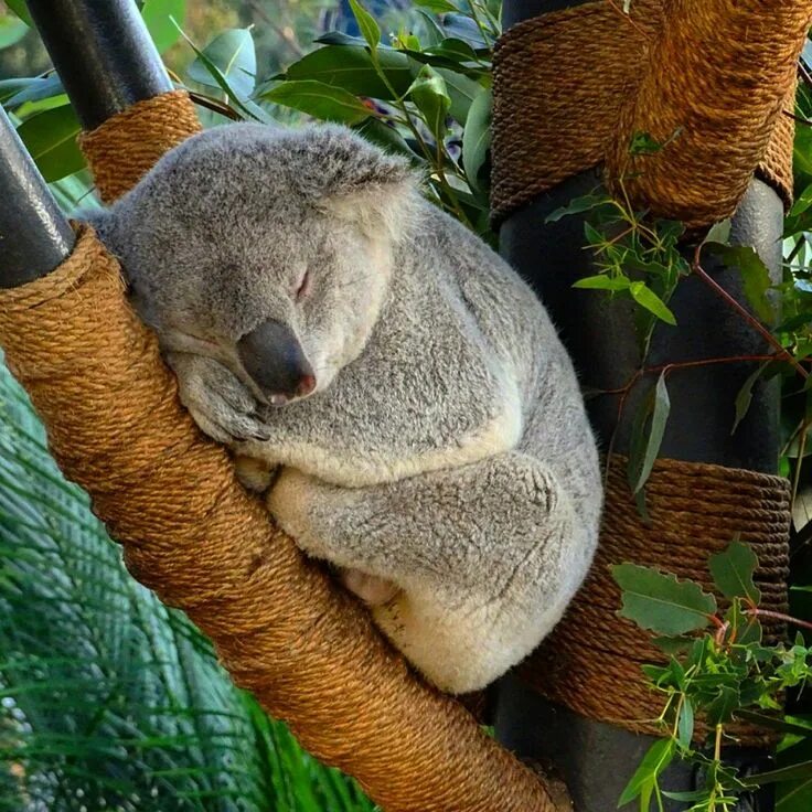 Медведь коала фото животного Pin by Николай Александрович on ЖИВОТНЫЕ. Animals, Cute animals, Pet birds