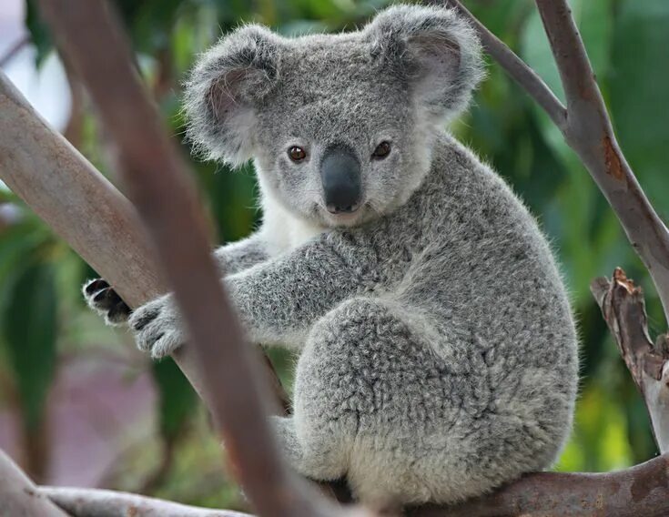 Медведь коала фото животного Pin su Coalas Cucciolo di koala, Koala, Animali